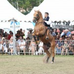 Fête du cheval à Levens-aucop-evenement-fete du cheval-levens-sonorisation-eclairage-location-materiel-audiovisuel-amsl equitation-carros-nice-marseille-paris-equitation